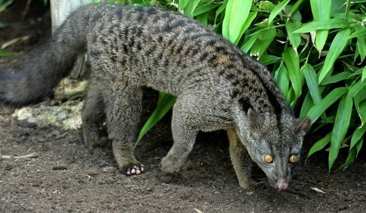 African Palm Civet in Tanzania